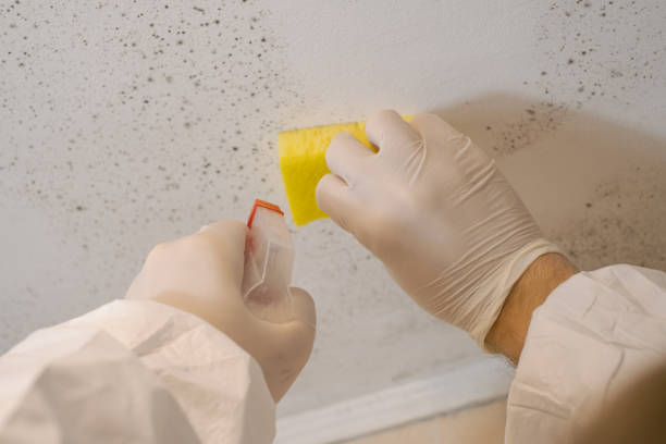 Environmental Consulting for Mold Prevention in Aitkin, MN