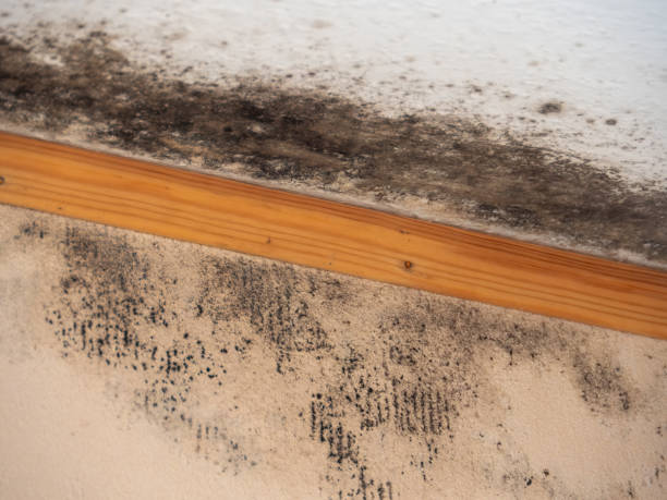 Best Mold Odor Removal Services  in Aitkin, MN