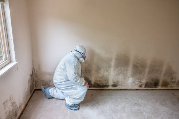 Best Basement Mold Removal  in Aitkin, MN