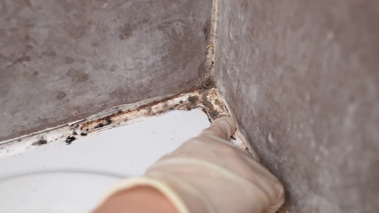 Best Comprehensive Air Testing for Mold Contaminants  in Aitkin, MN